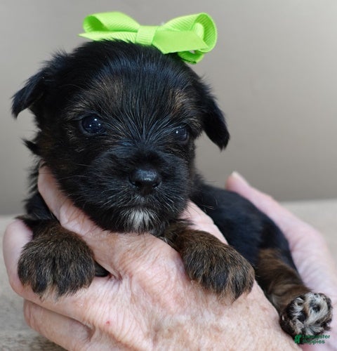 Yorkshire Terrier dogs Cairo black face - Ad 26