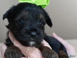 Yorkshire Terrier dogs Cairo black face - Ad 11