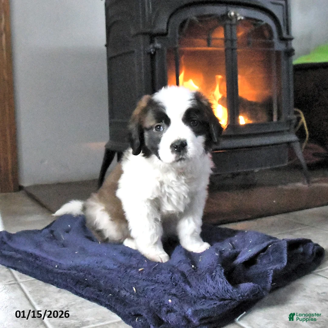 Saint Bernard dogs for sale: Crystal - Ad 6