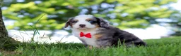 Mini Bernedoodle dogs for sale: Dragonfly - Ad 4