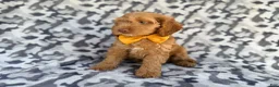 Cockapoo dogs for sale: Toby - Ad 3