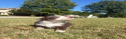 Miniature Australian Shepherd dogs for sale: Miniature Australian Shepherd 2 - Ad 3