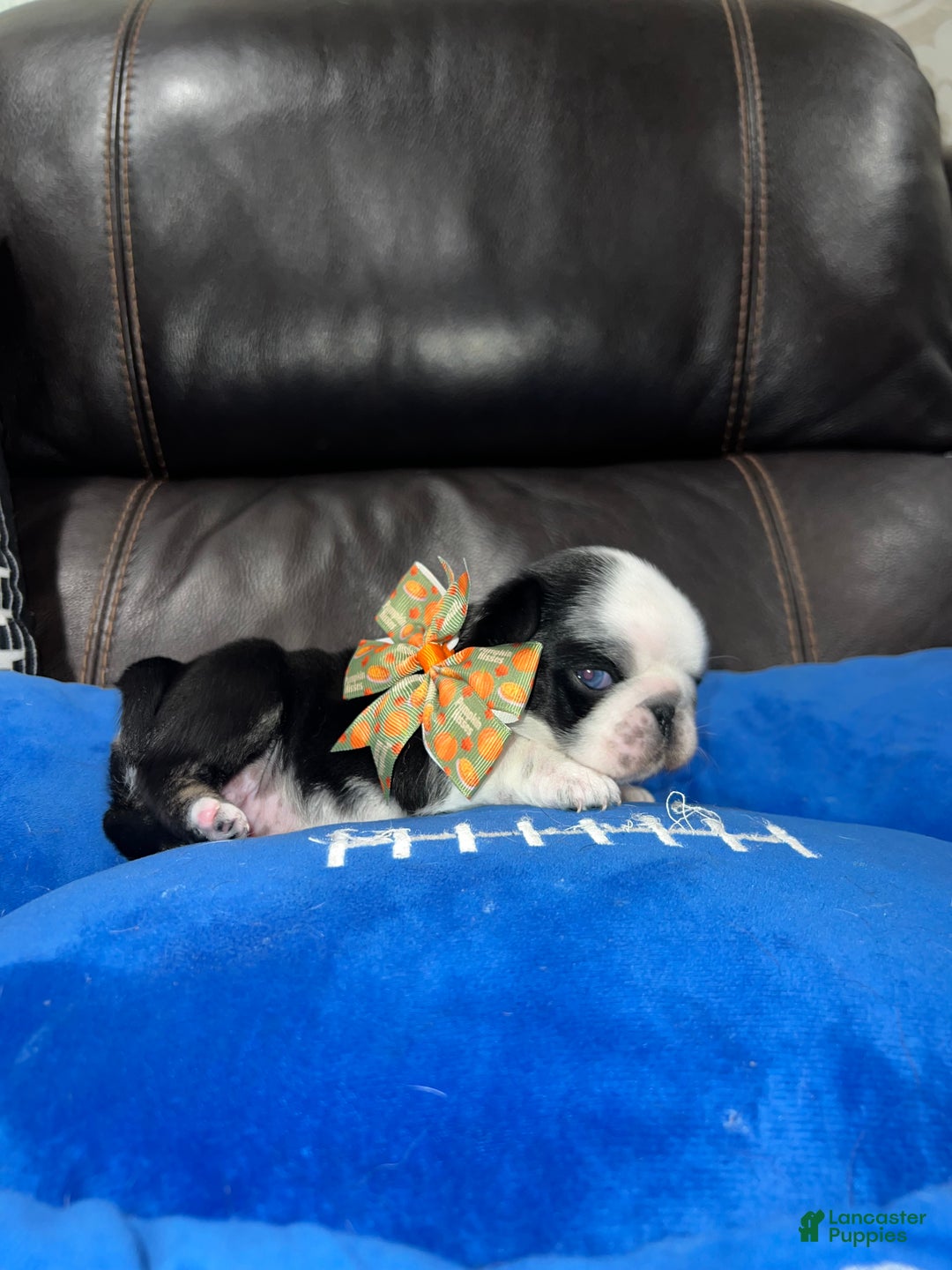 Pug dogs for sale: Panda Pug Female  - Ad 7