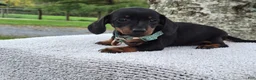 Miniature Dachshund dogs for sale: Poppy  - Ad 6