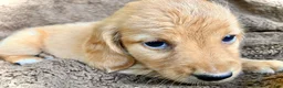 Miniature Dachshund dogs for sale: CHEDDAR, CHEDDAR, CHEDDAR!!! - Ad 5