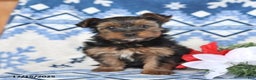 Yorkshire Terrier dogs for sale: Dasher - Ad 2