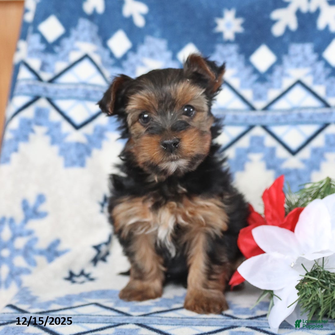 Yorkshire Terrier dogs for sale: Dasher - Ad 2
