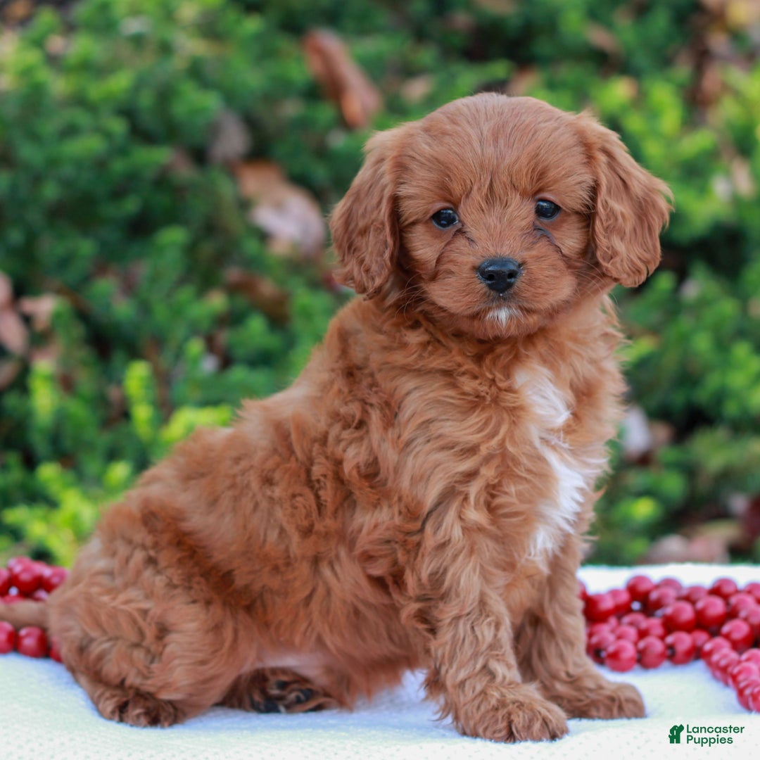 Cavapoo dogs for sale: Dash  - Ad 3