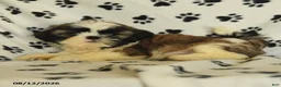 Shih Tzu dogs for sale: Moose - Ad 5