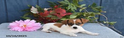 Jack Russell Terrier dogs for sale: Jasper - Ad 6