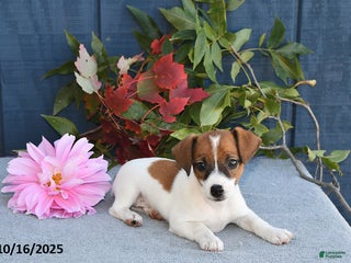 Jack Russell Terrier dogs - Ad 34