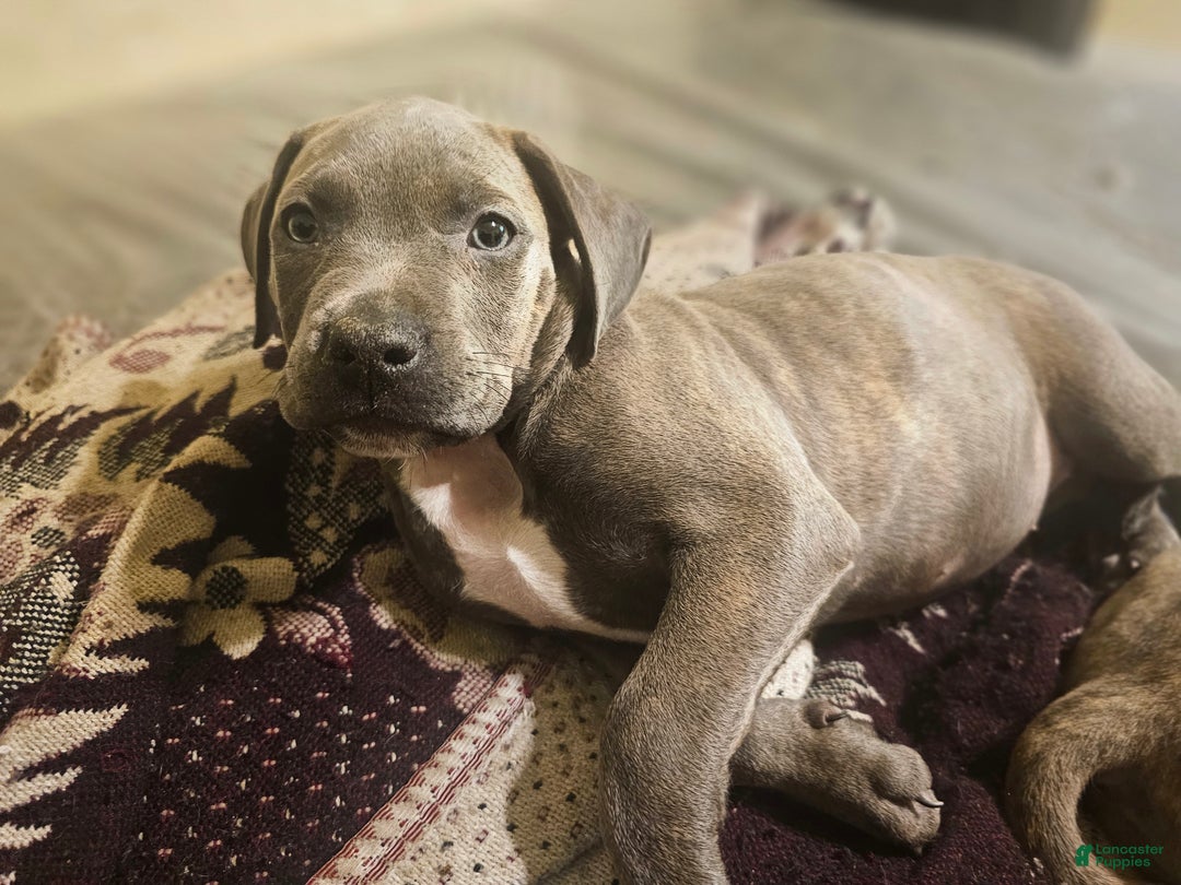 American Pit Bull Terrier dogs for sale: American Pit Bull Terrier Puppy 4 - Ad 2