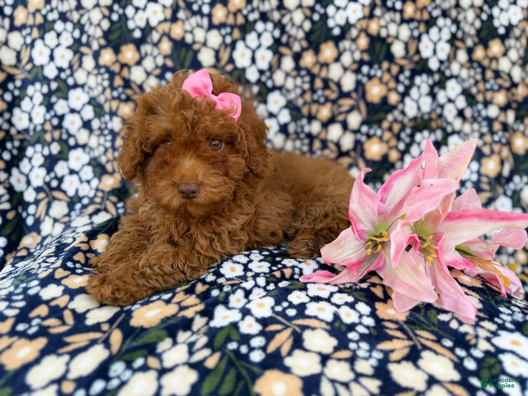 Cavapoo dogs for sale: Maggie - Ad 1