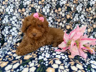 Cavapoo dogs Maggie - Ad 2