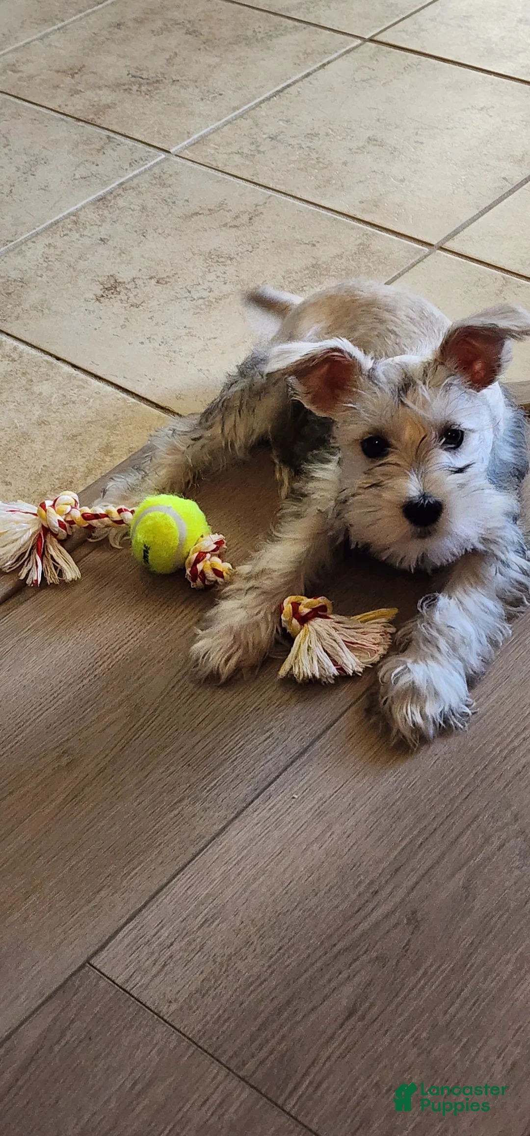 Miniature Schnauzer dogs for sale: Miniature Schnauzer 1 - Ad 6
