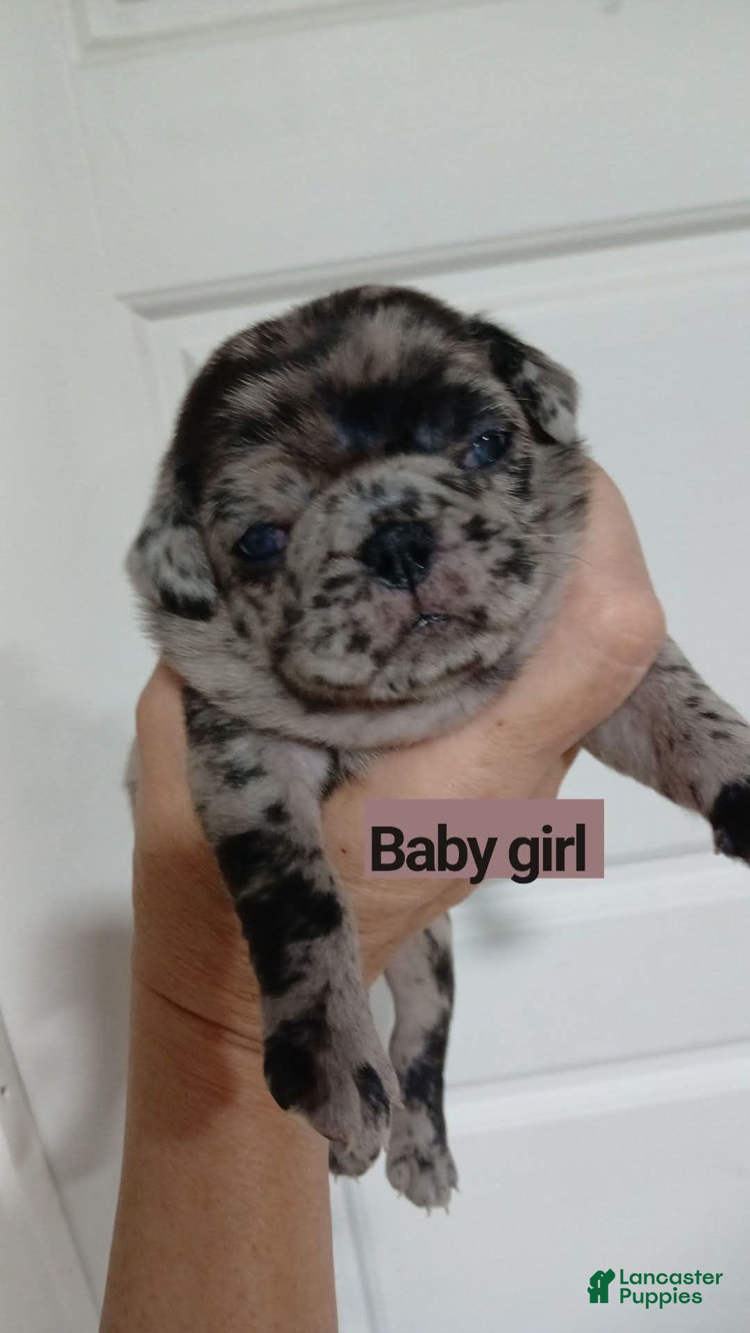 Pug dogs Pug Female 1 - Ad 5