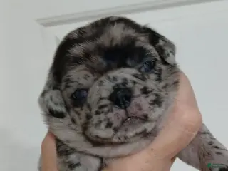 Pug dogs Pug Female 1 - Ad 5