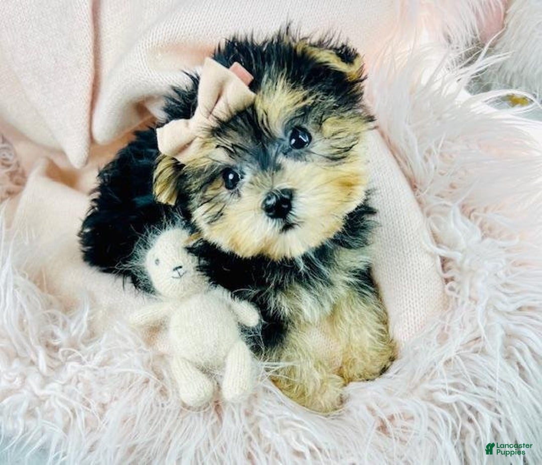 Morkie dogs for sale: Meet Darling!  Morkie Puppy  - Ad 3