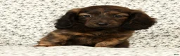 Miniature Dachshund dogs for sale: Oscar - Ad 6