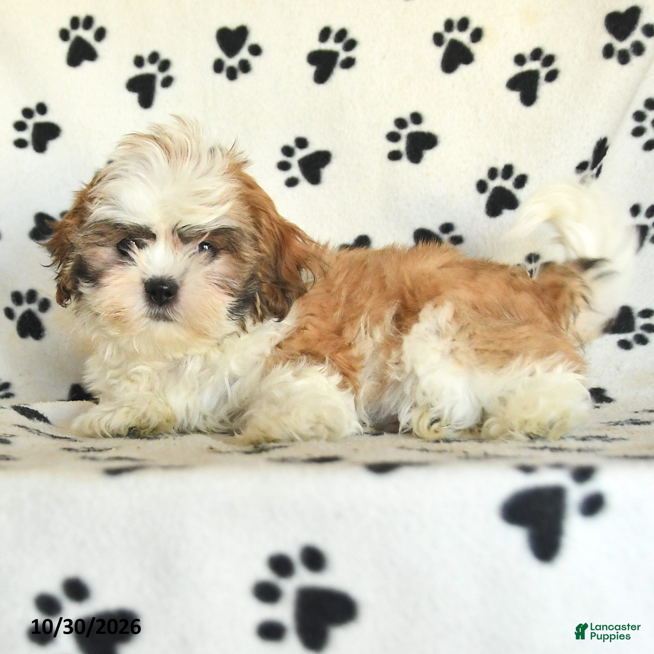 Shih Tzu dogs for sale: Flash - Ad 2