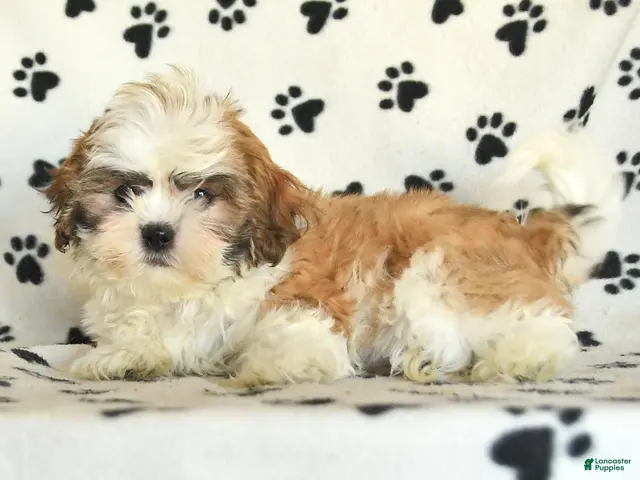 Shih Tzu dogs for sale: Flash - Ad 2