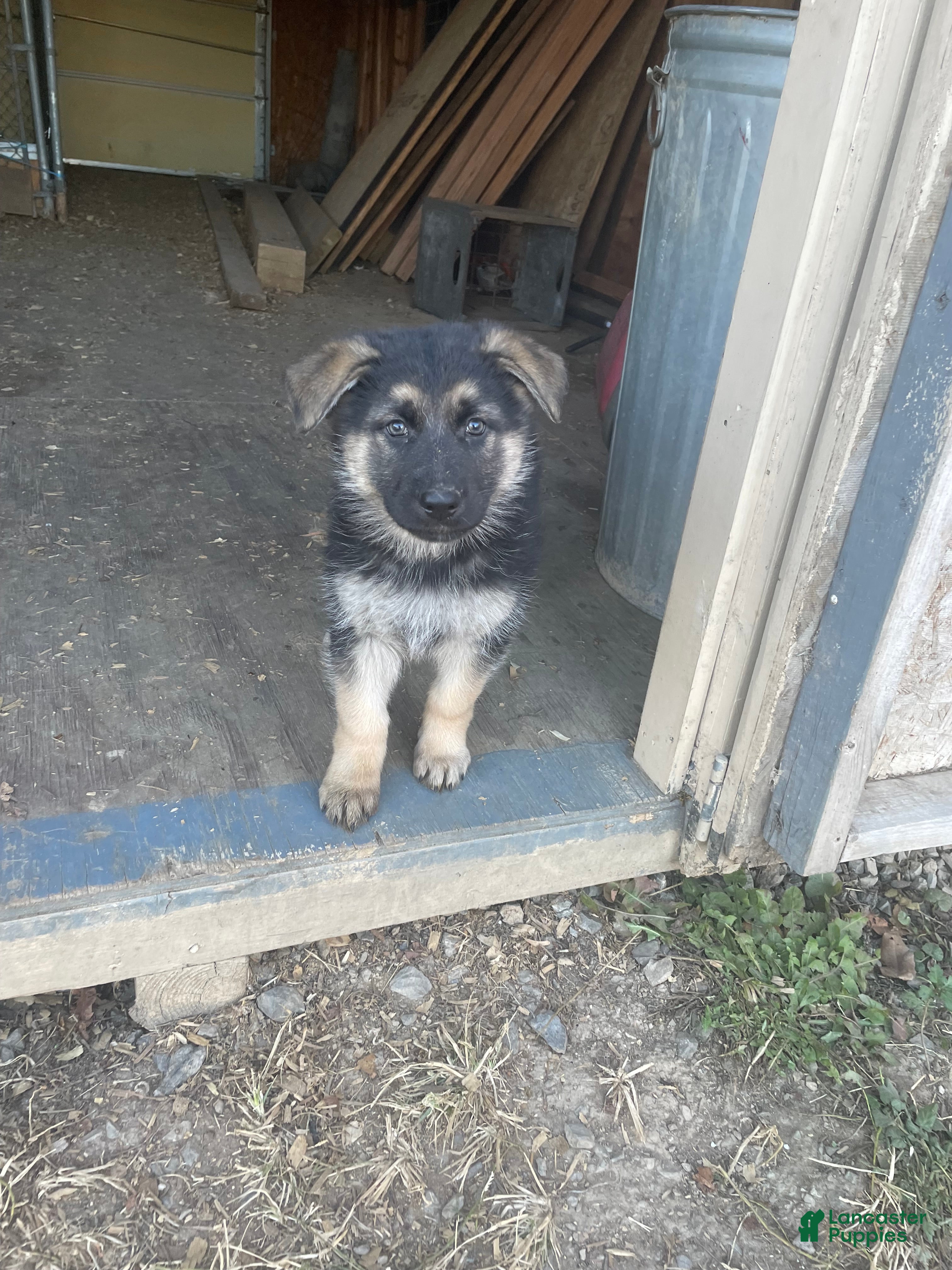 German Shepherd dogs Fiona - Ad 12