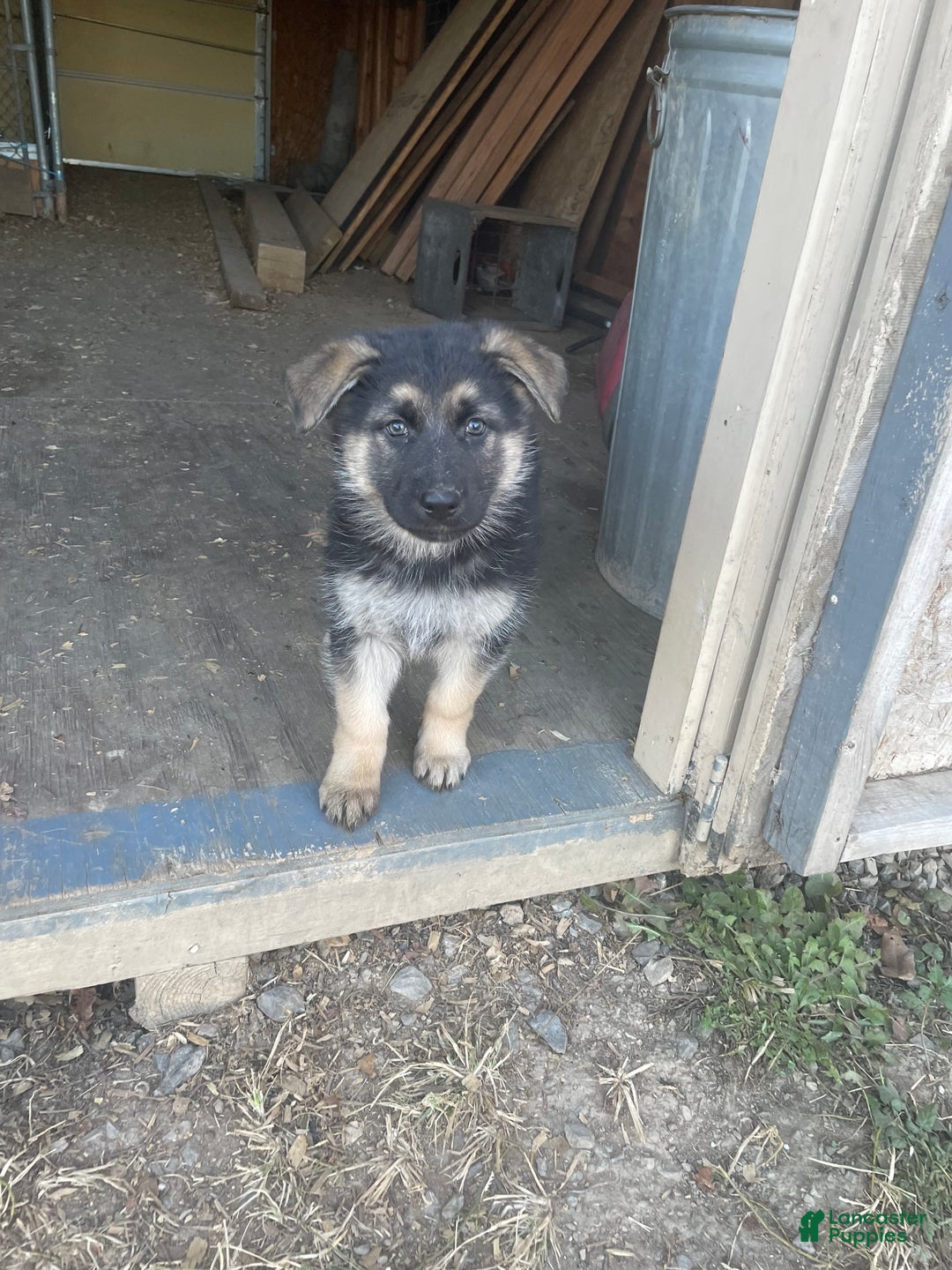 German Shepherd dogs for sale: Fiona - Ad 1
