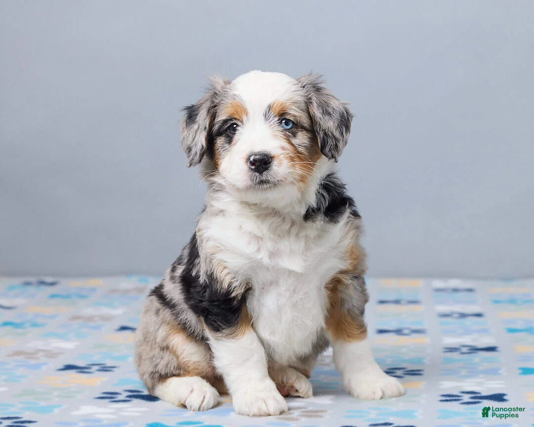 Mini Bernedoodle dogs for sale: Sabrina - Ad 2