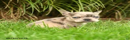 French Bulldog dogs for sale: Hadly - Ad 4