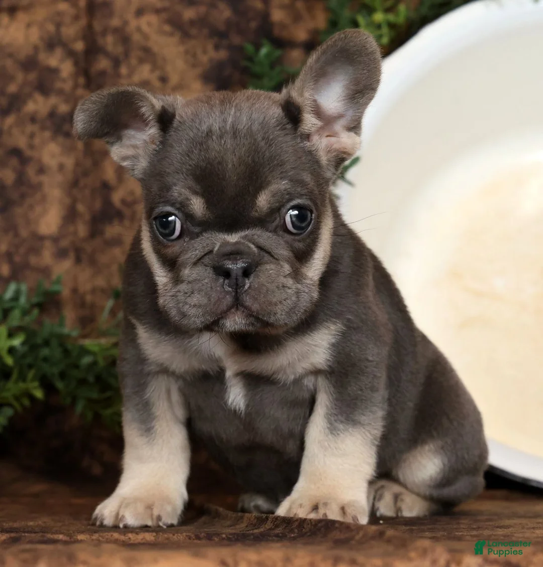 French Bulldog dogs for sale: Kayla - Ad 2