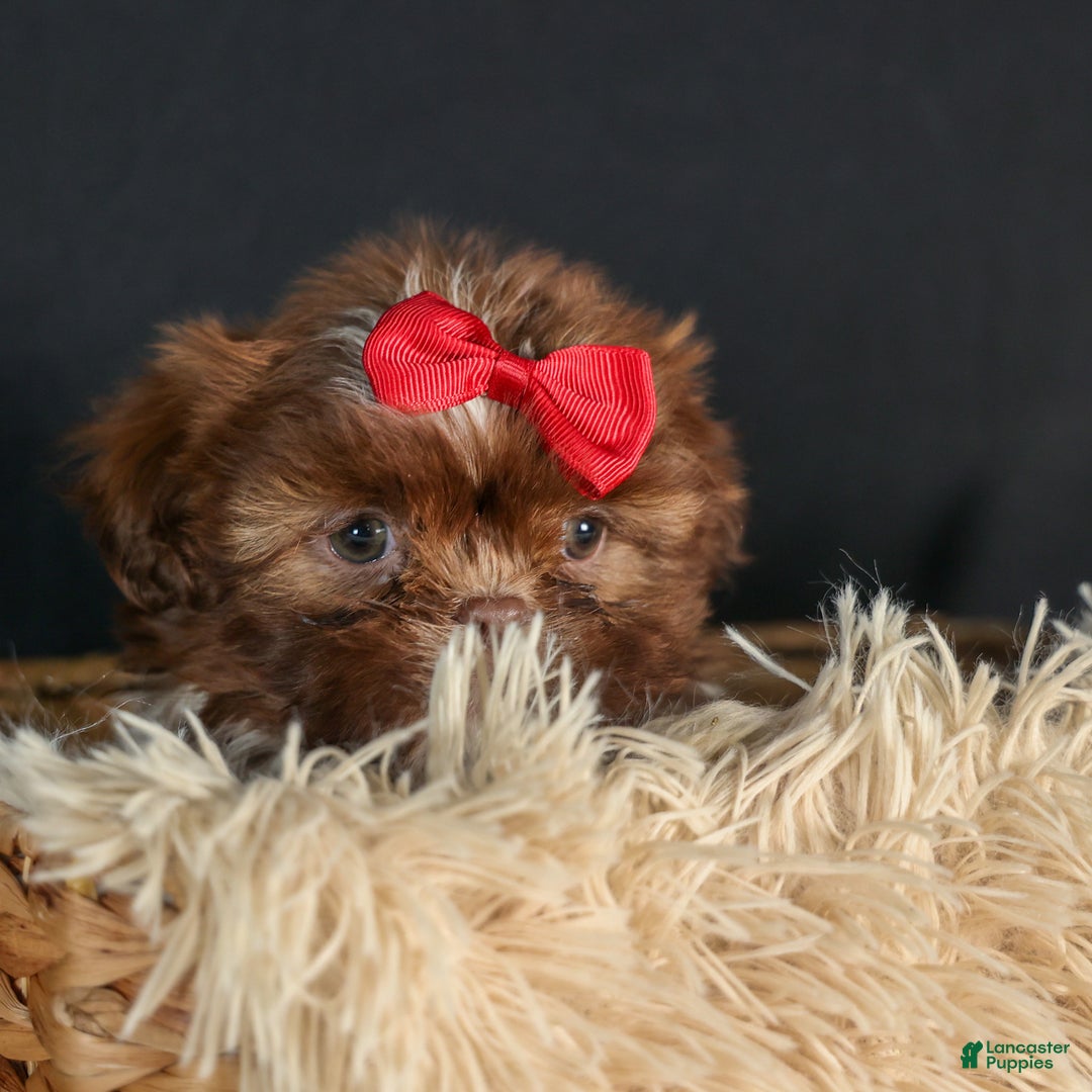 Shih Tzu dogs for sale: ROMEO - Ad 12