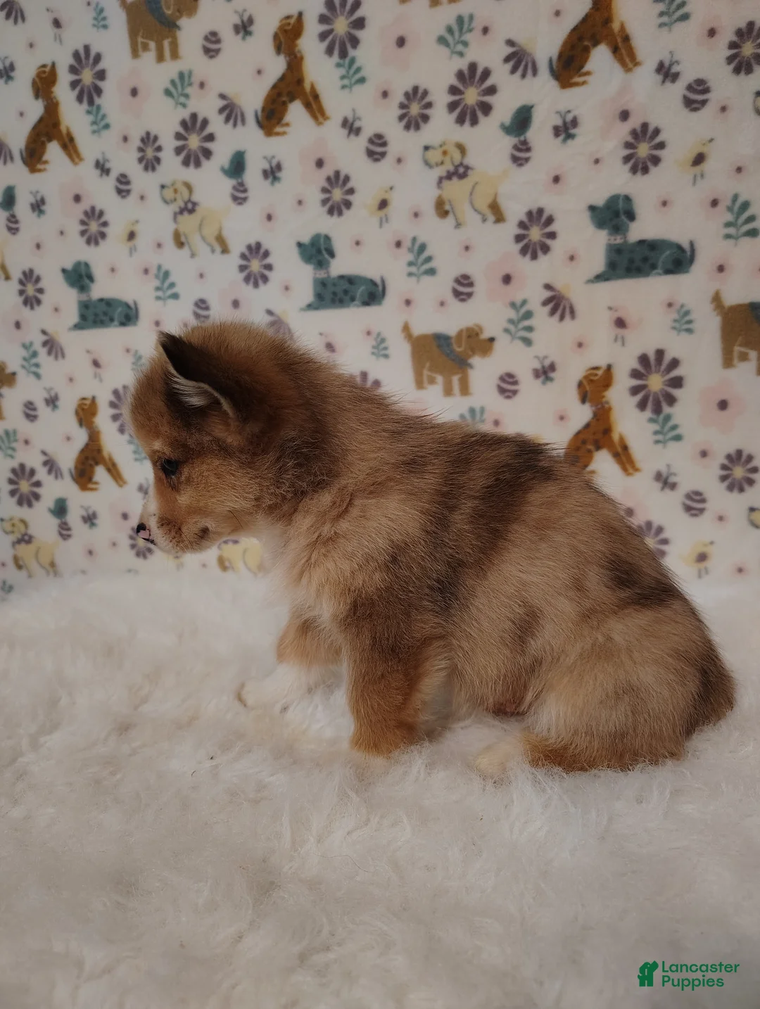 Mixed Breed dogs for sale: Sawyer - Ad 7