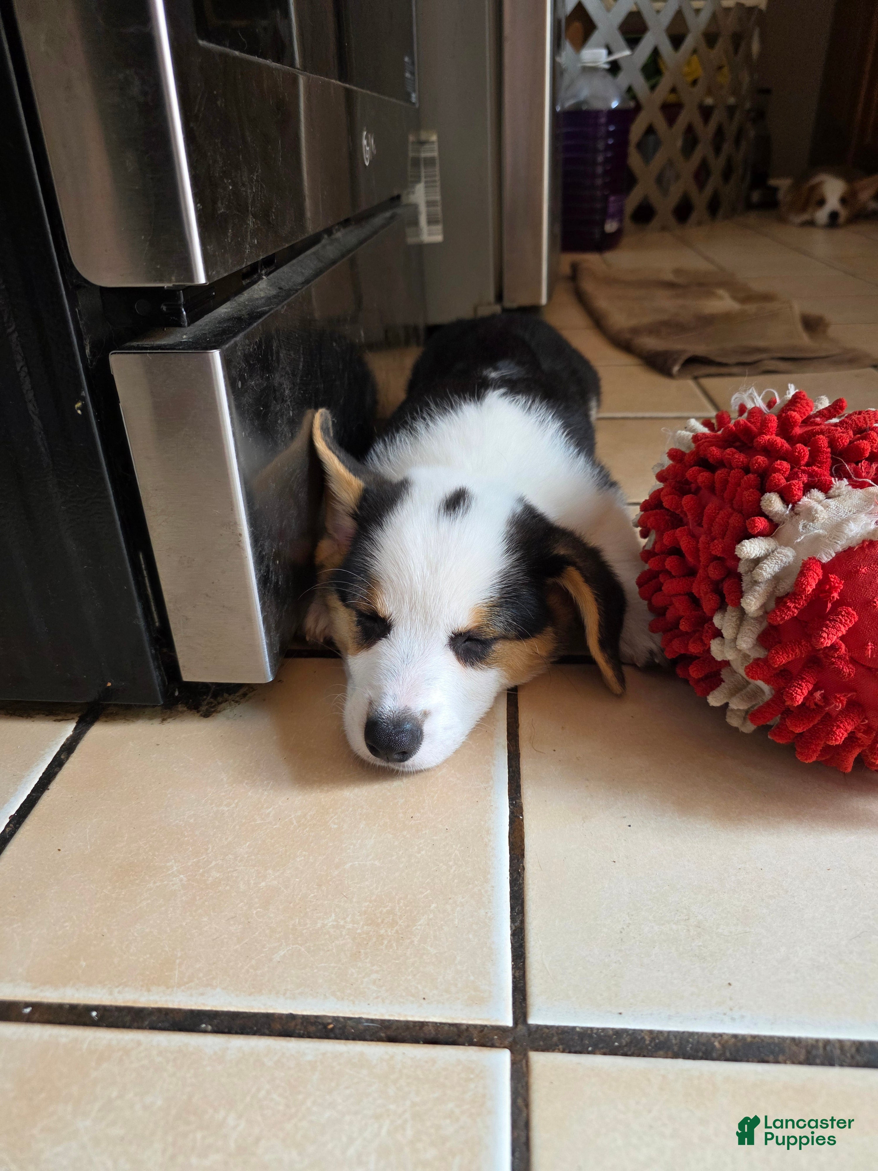 Welsh Corgi Pembroke dogs Welsh Corgi Pembroke 2 - Ad 2