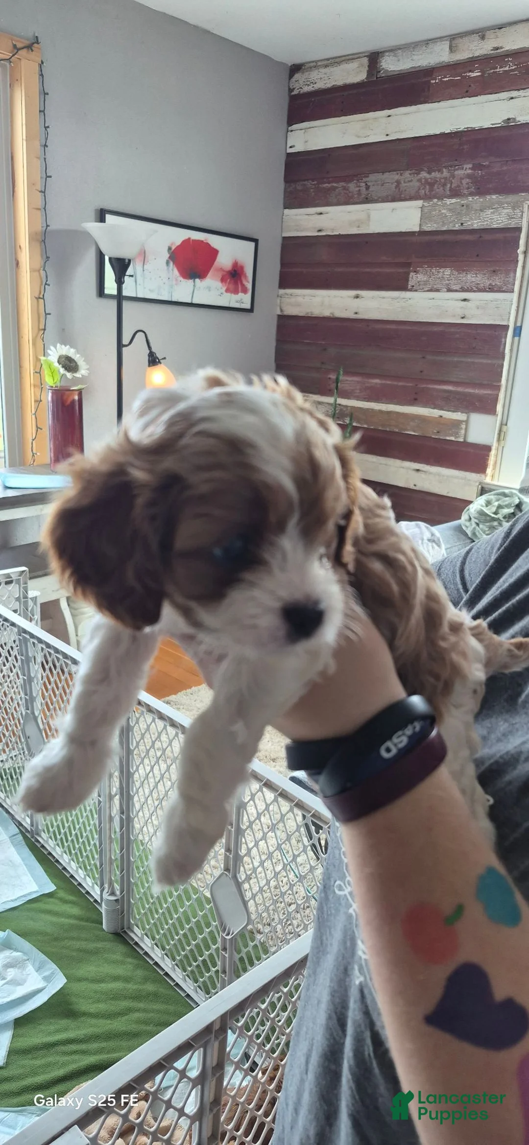 Cavapoo dogs for sale: Cavapoo 4 - Ad 2
