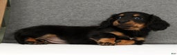 Miniature Dachshund dogs for sale: Gracie - Ad 4