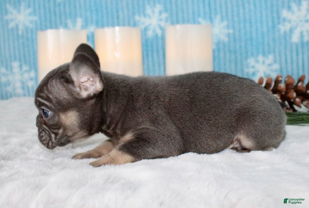 French Bulldog dogs for sale: Ace - Ad 6