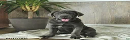 Cane Corso dogs for sale: Avalon - Ad 2