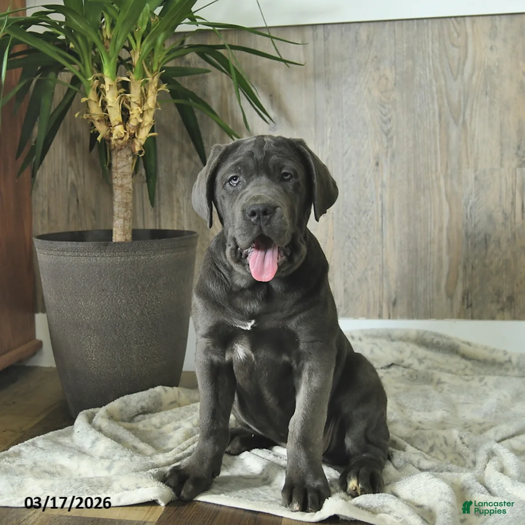 Cane Corso dogs for sale: Avalon - Ad 2