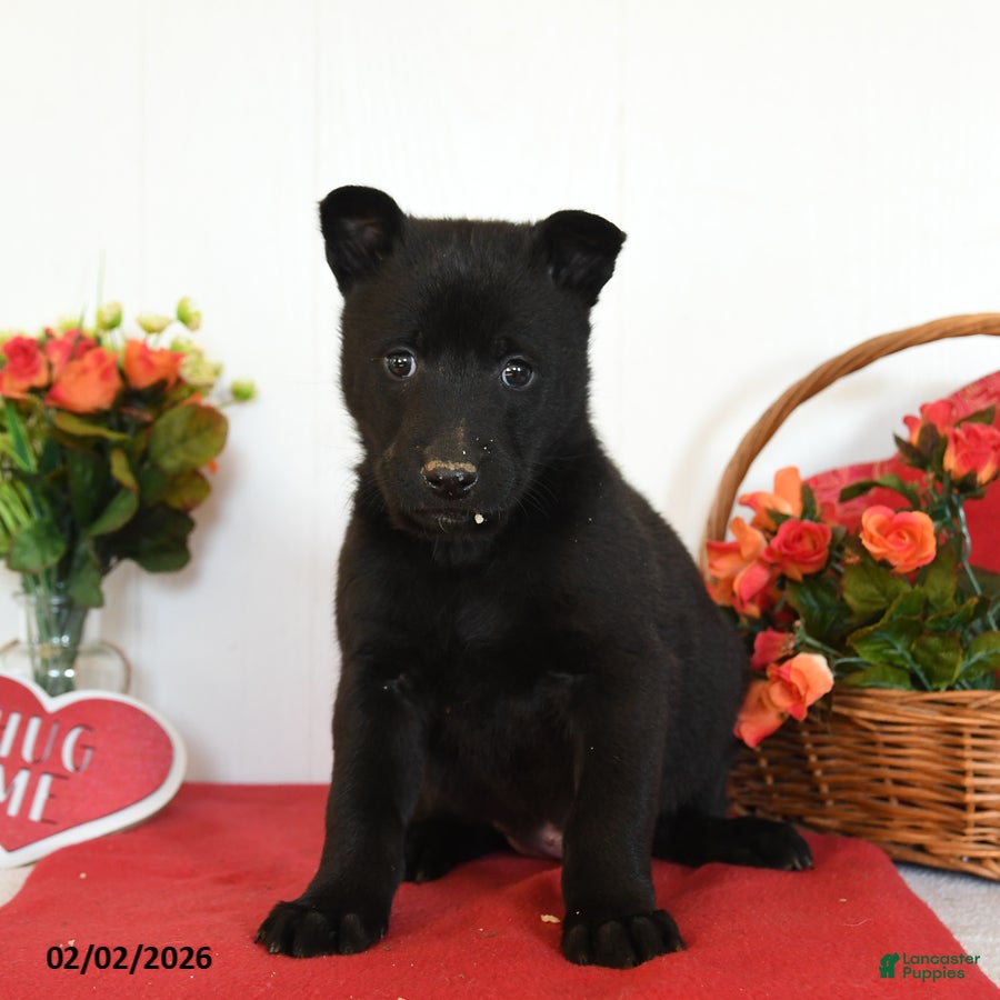 Belgian Malinois dogs Rain - Ad 2