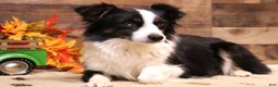 Toy Australian Shepherd dogs for sale: Cora black-tri Toy Aussie f - Ad 2