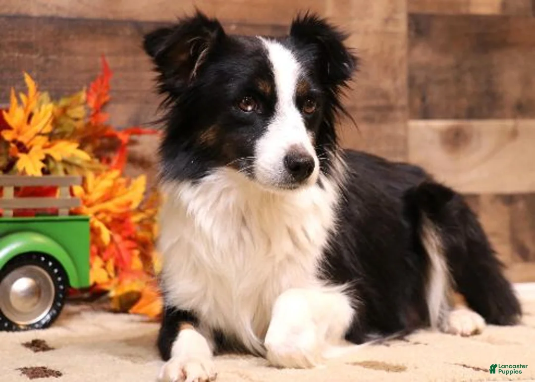 Toy Australian Shepherd dogs for sale: Cora black-tri Toy Aussie f - Ad 2