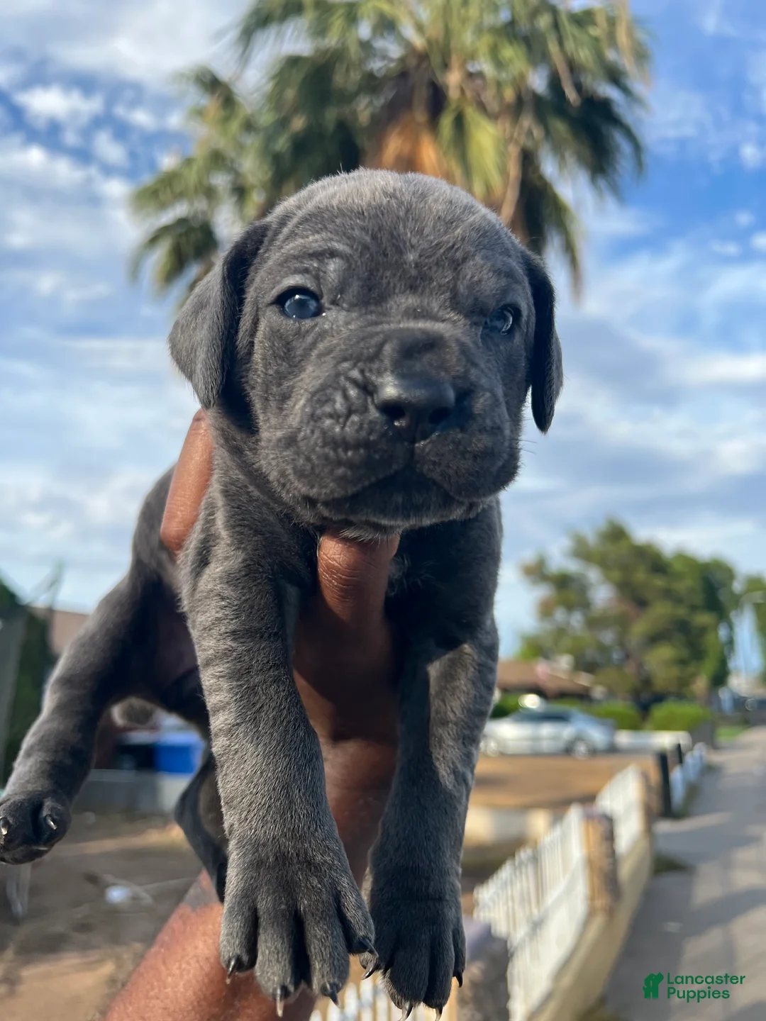 Cane Corso dogs for sale: lala - Ad 1