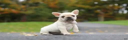 French Bulldog dogs for sale: Aspen - Ad 5