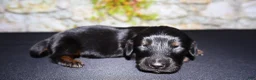 Miniature Dachshund dogs for sale: Miniature Dachshund Puppy 2 - Ad 1