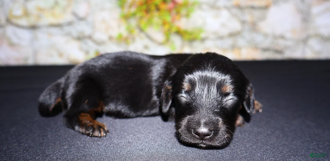 Miniature Dachshund dogs for sale: Miniature Dachshund Puppy 2 - Ad 1