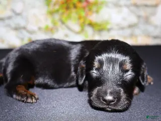 Miniature Dachshund dogs for sale: Mr. Bean - Ad 3