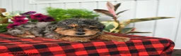 Mini Bernedoodle dogs for sale: Ruff - Ad 4