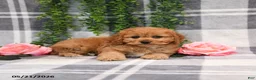 Cockapoo dogs for sale: Ida - Ad 4