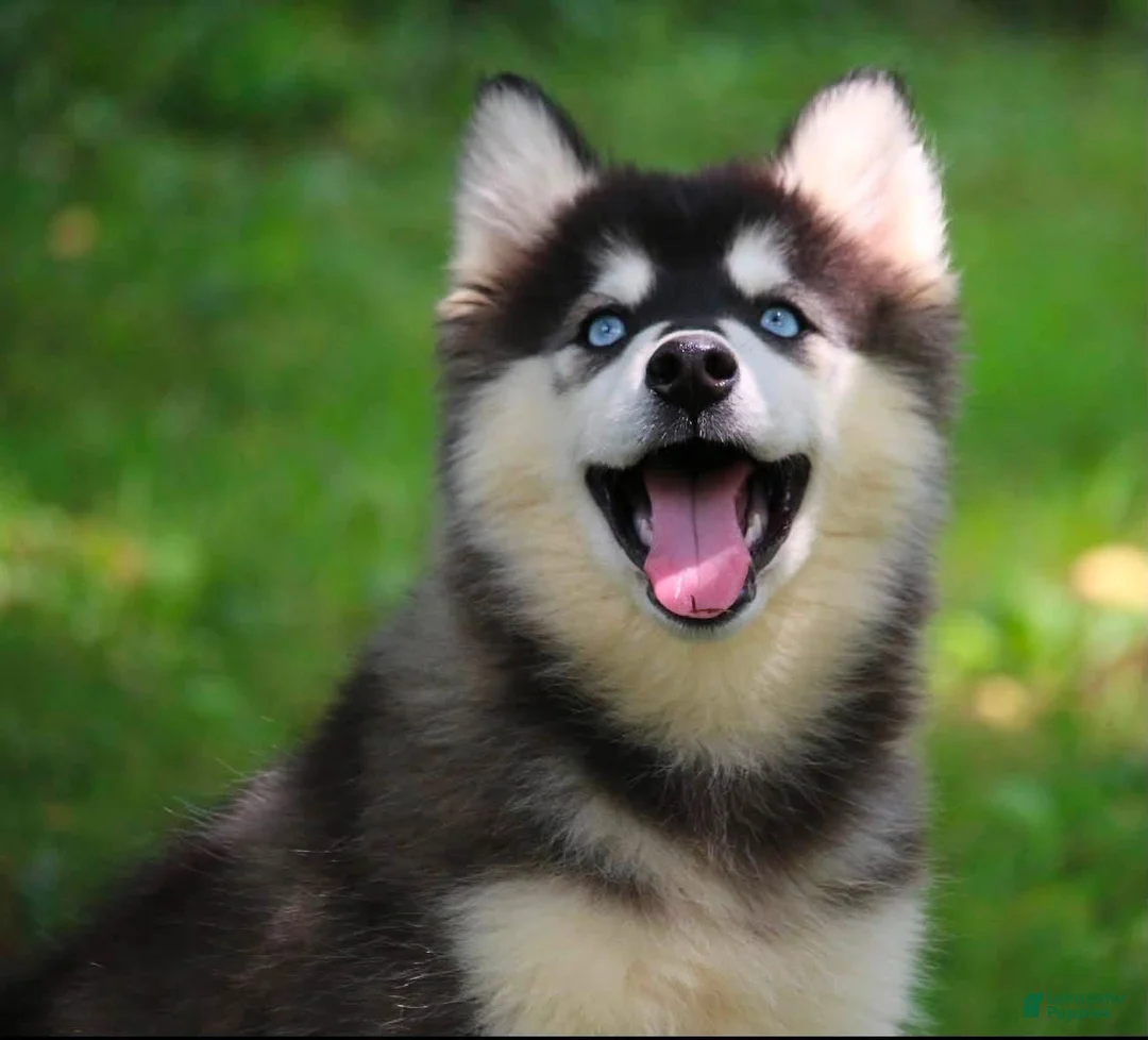 Pomsky dogs for sale: Pomsky 1 - Ad 2