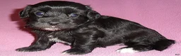 Shihpoo dogs for sale: Cinders - Ad 7